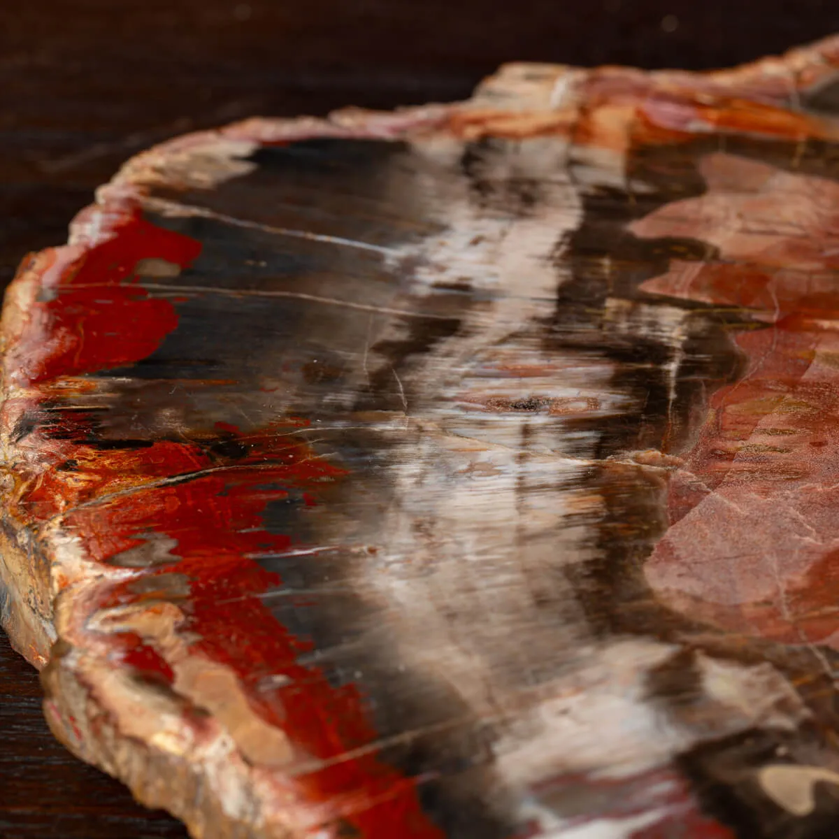 Sezione di Tronco Fossile del Madagascar.