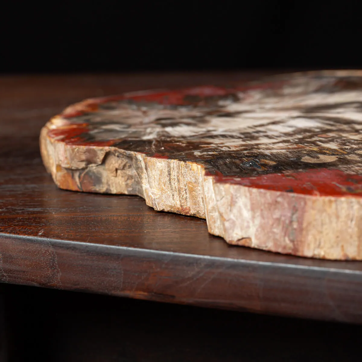 Sezione di Legno Fossile del Triassico.