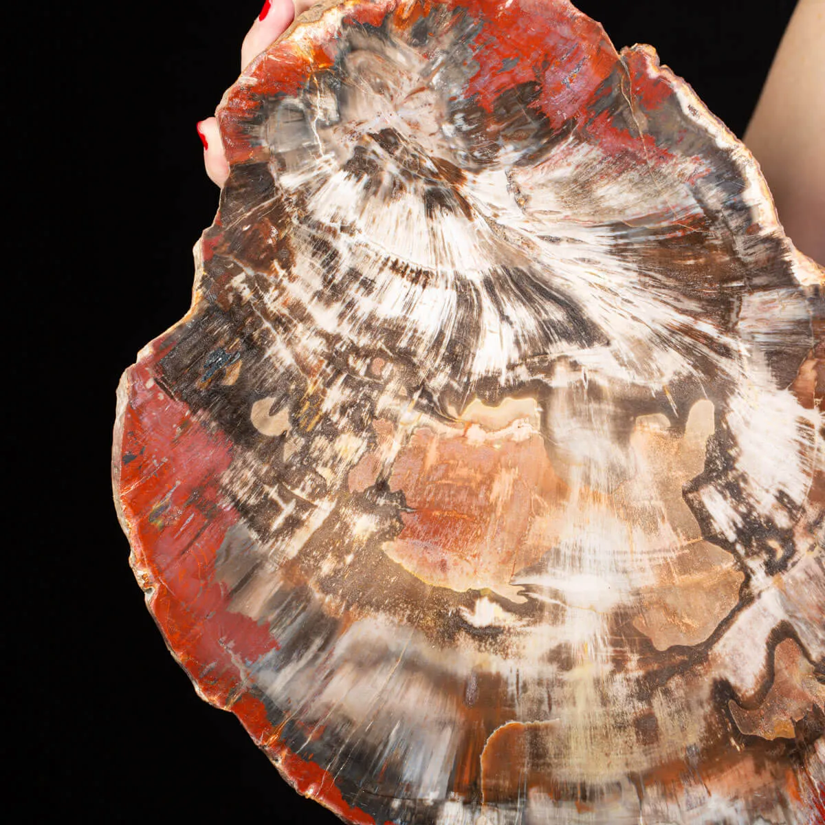 Sezione di Legno Fossile del Triassico.