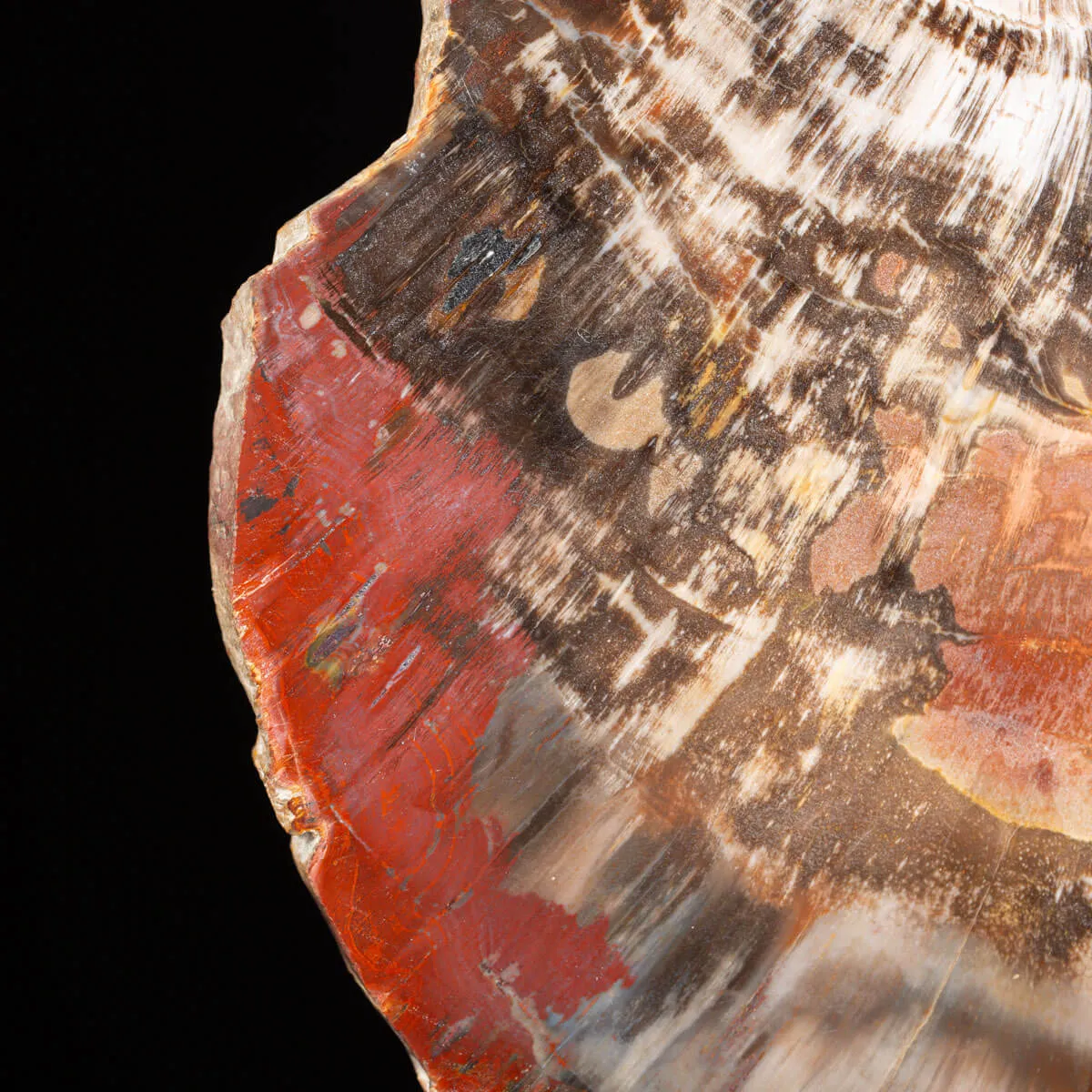 Sezione di Legno Fossile del Triassico.