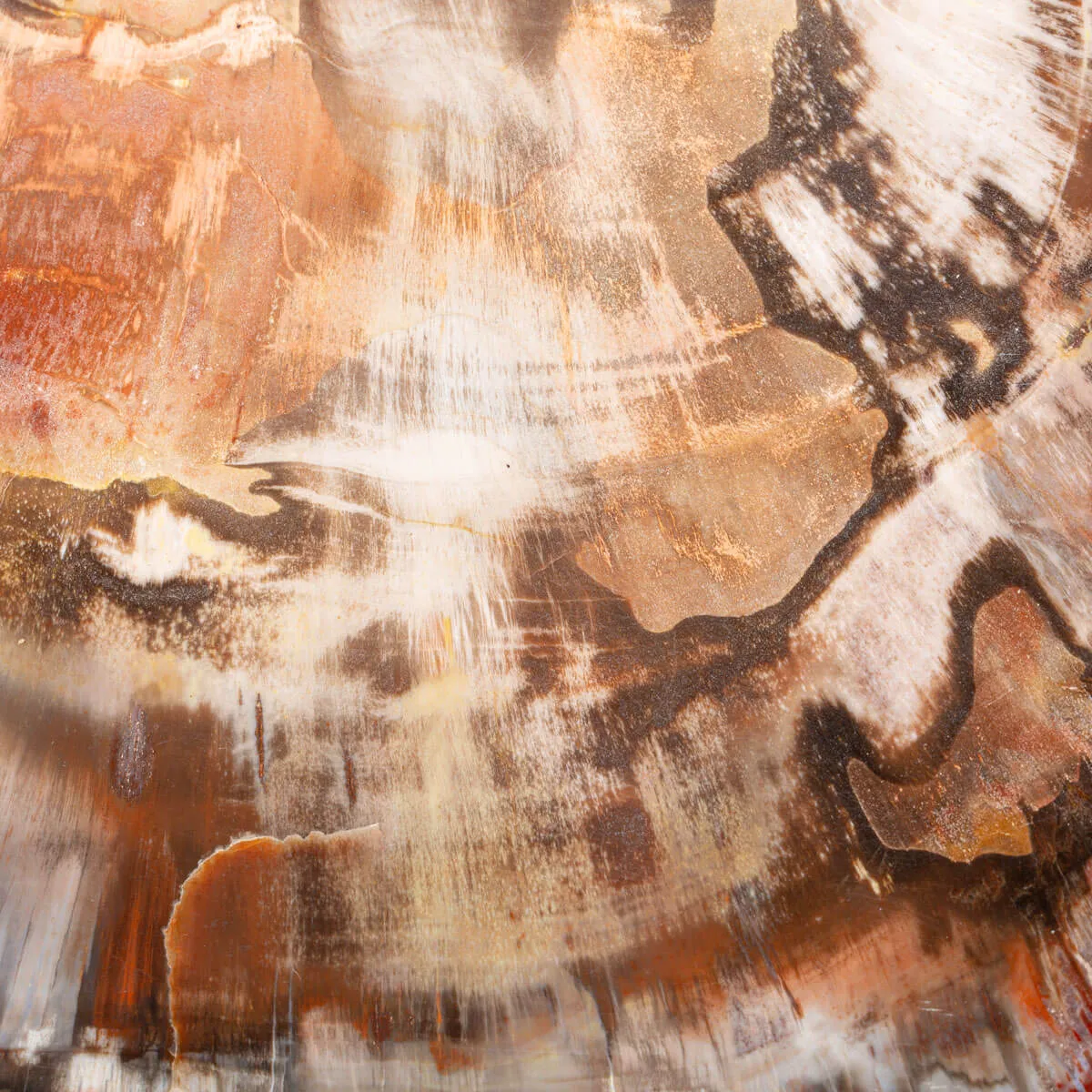 Sezione di Legno Fossile del Triassico.