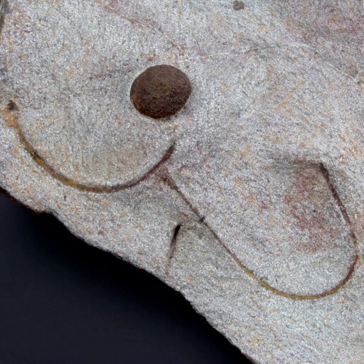 Scyphocrinites Lobolite con Trilobiti