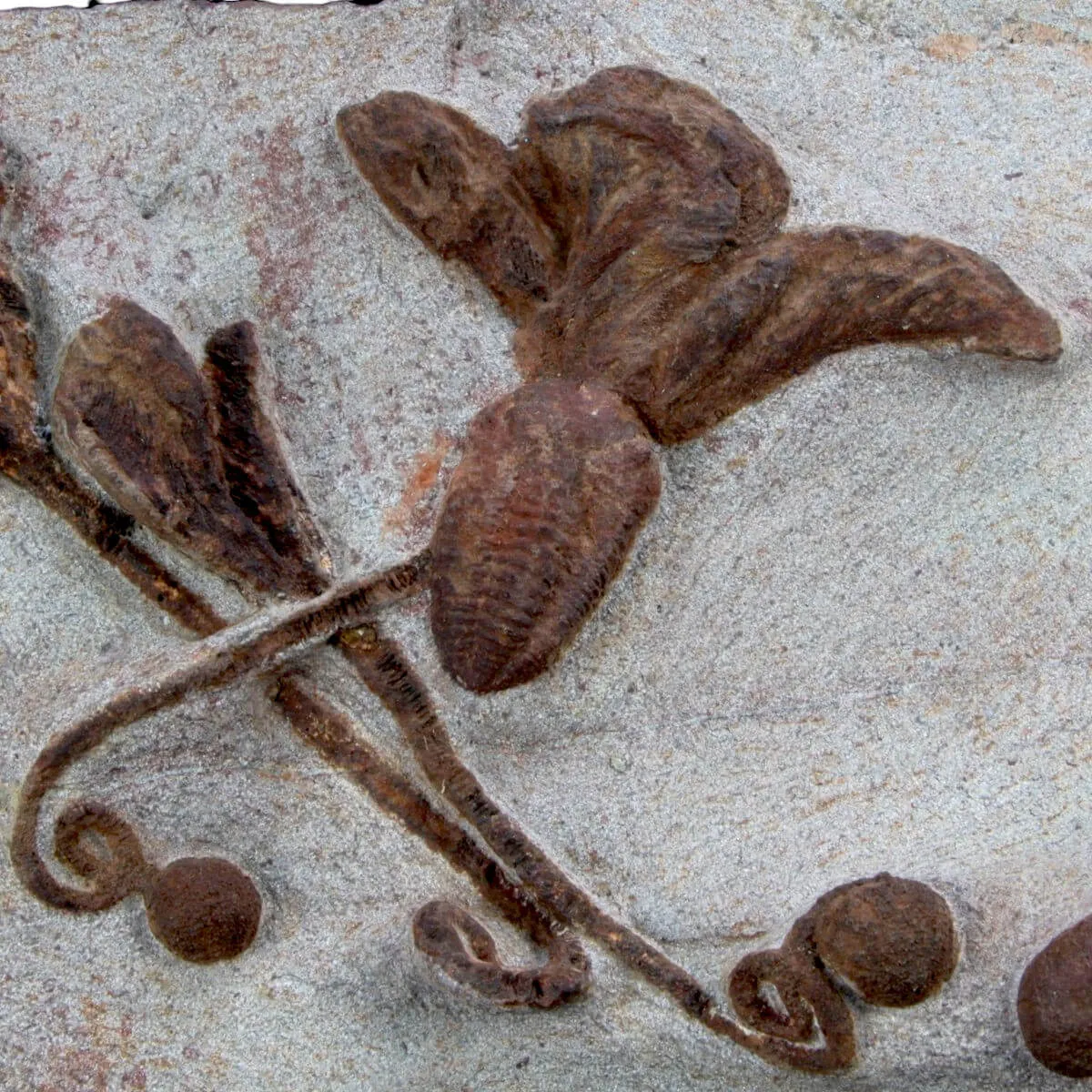 Scyphocrinites Lobolite con Trilobiti
