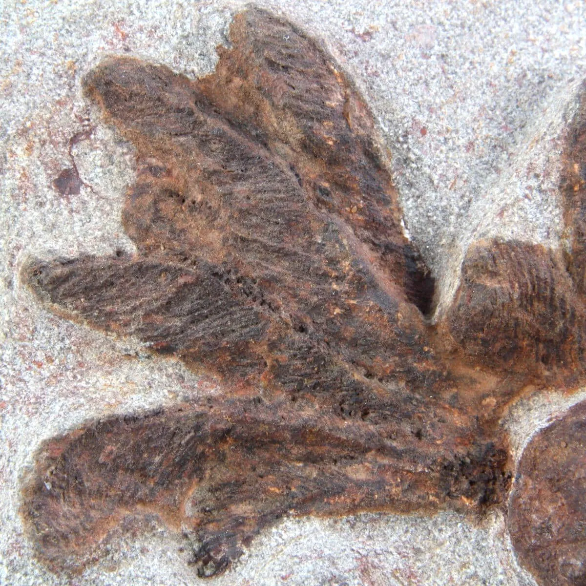 Scyphocrinites Lobolite con Trilobiti