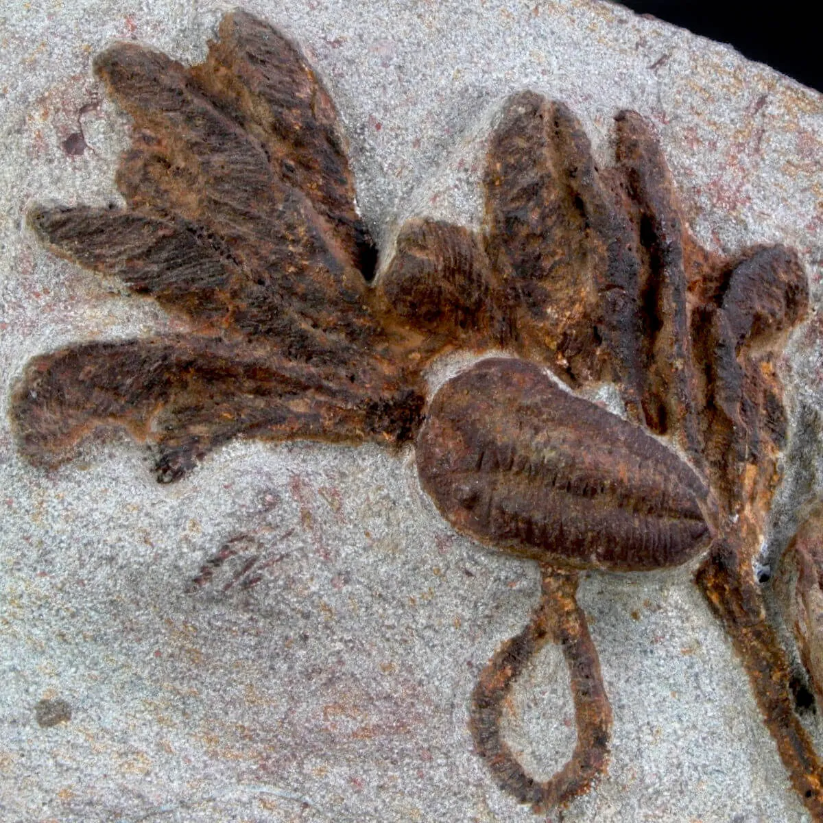 Scyphocrinites Lobolite con Trilobiti