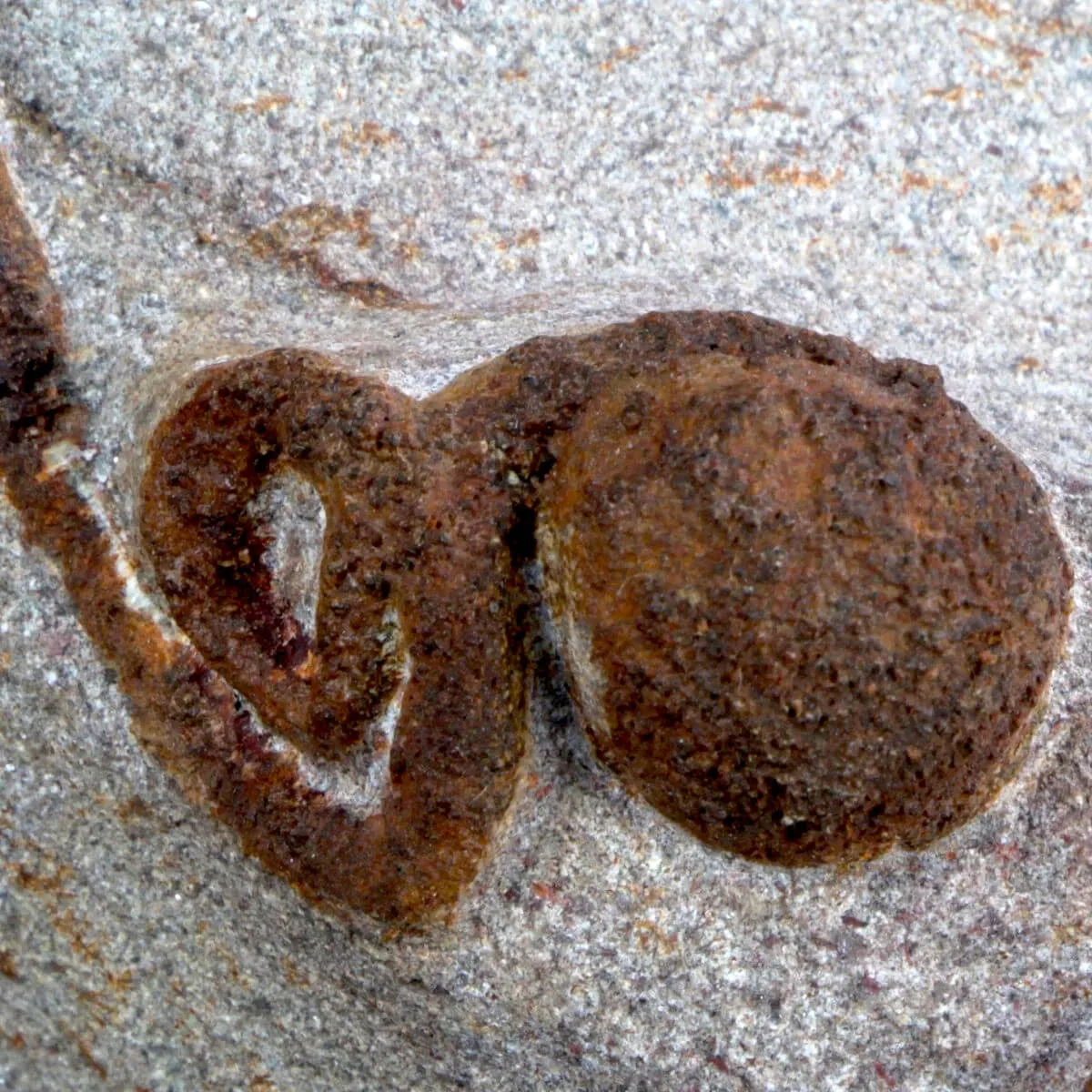 Scyphocrinites Lobolite con Trilobiti