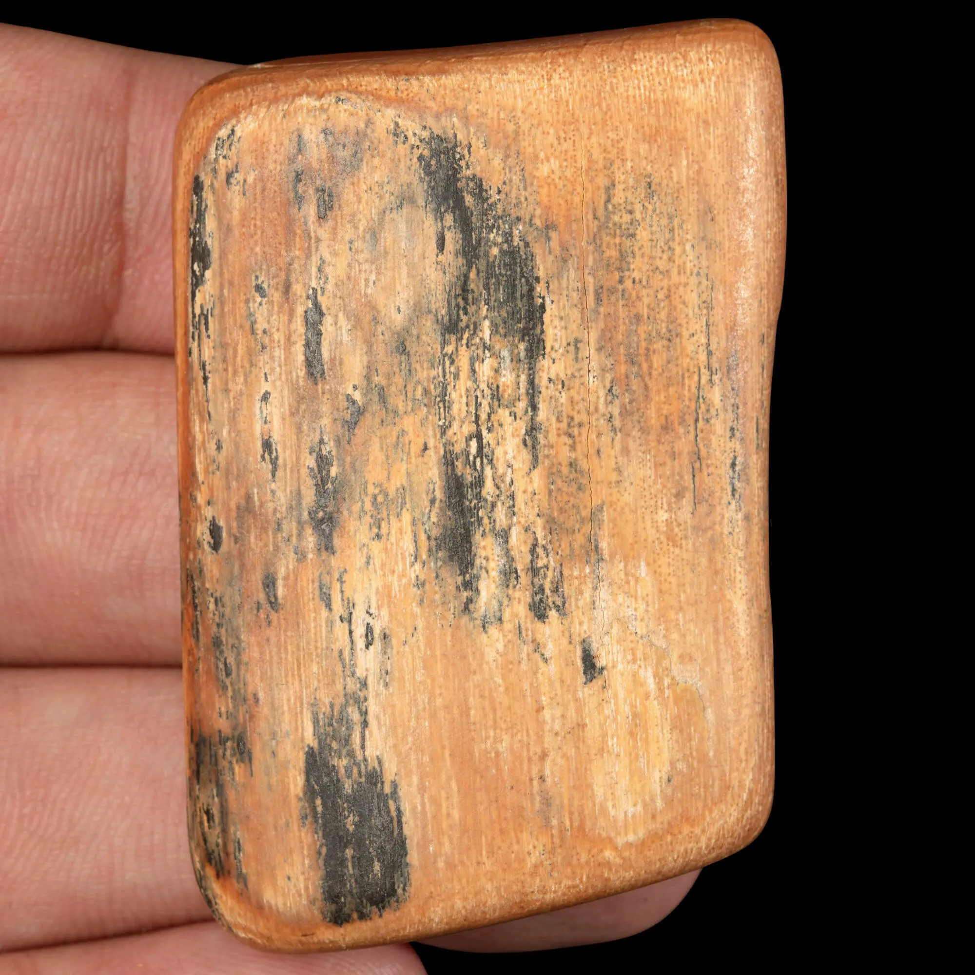 Sezione di Zanna Fossile di Mammuthus Primigenius.