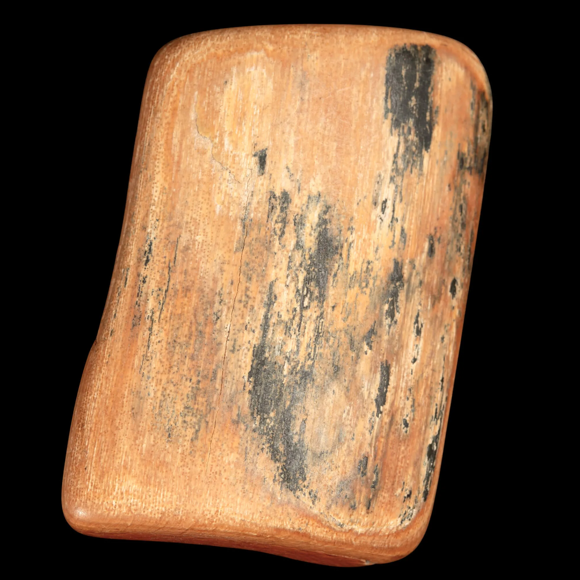 Sezione di Zanna Fossile di Mammuthus Primigenius.
