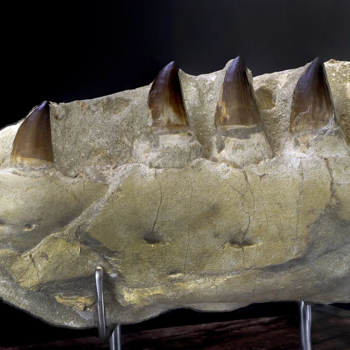 Mascella Mosasaurus su piedistallo