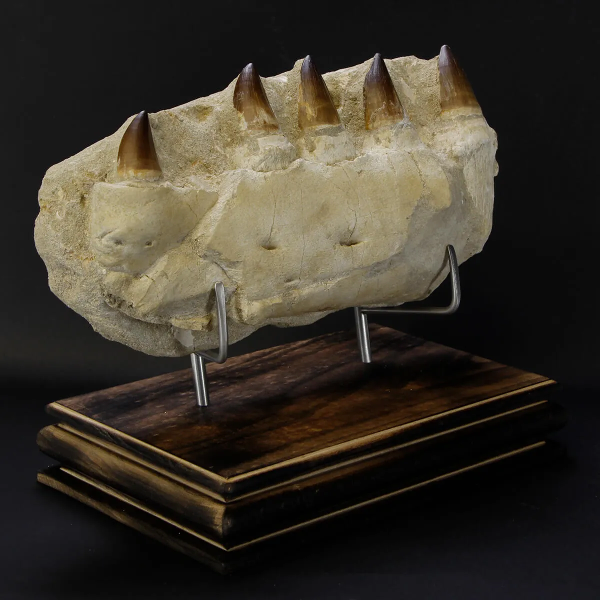 Mascella Mosasaurus su piedistallo