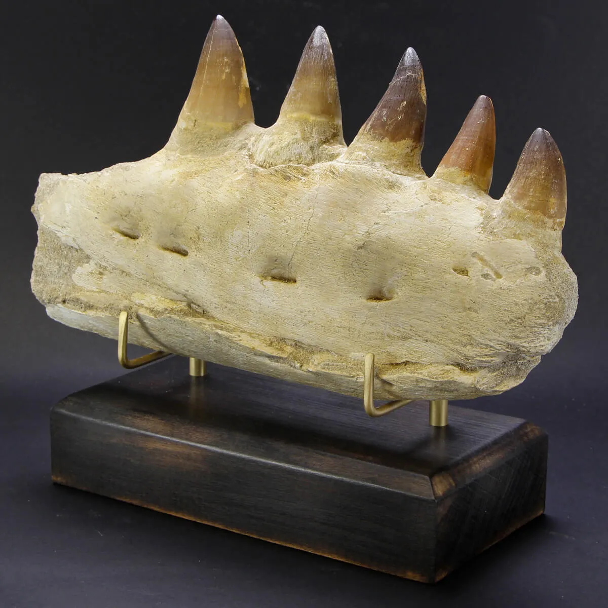 Mascella Mosasaurus su piedistallo