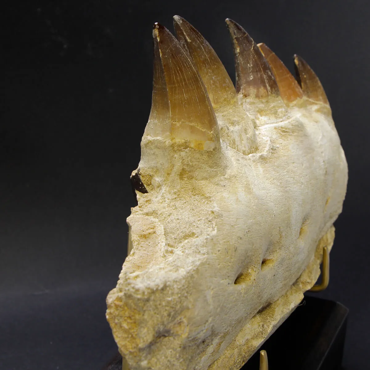 Mascella Mosasaurus su piedistallo