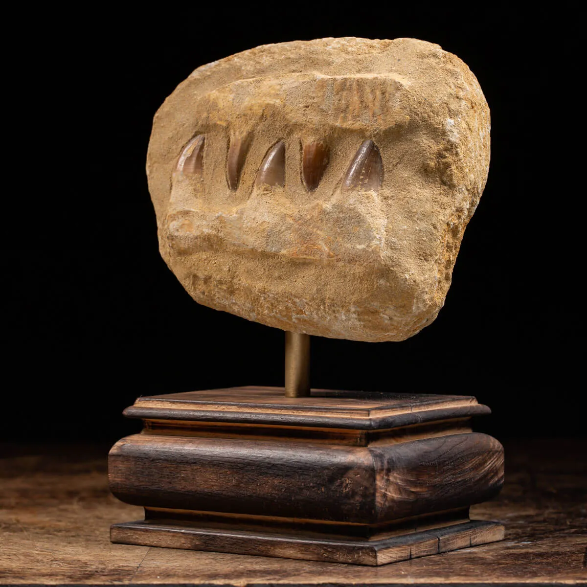 Mascella Mosasaurus montato su base decorativa