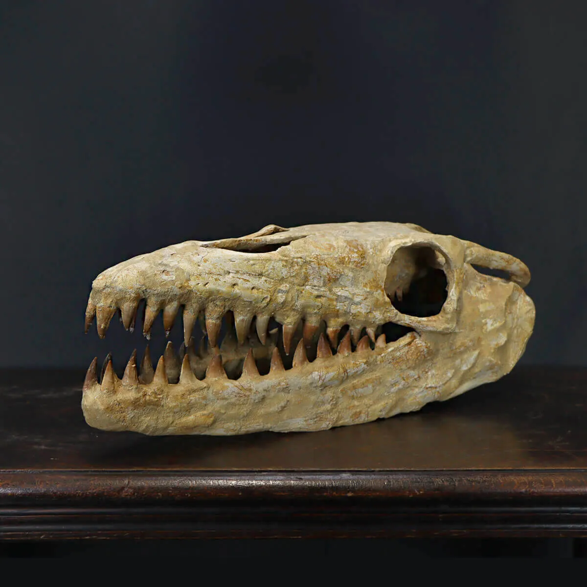 Cranio Fossile Mosasaurus