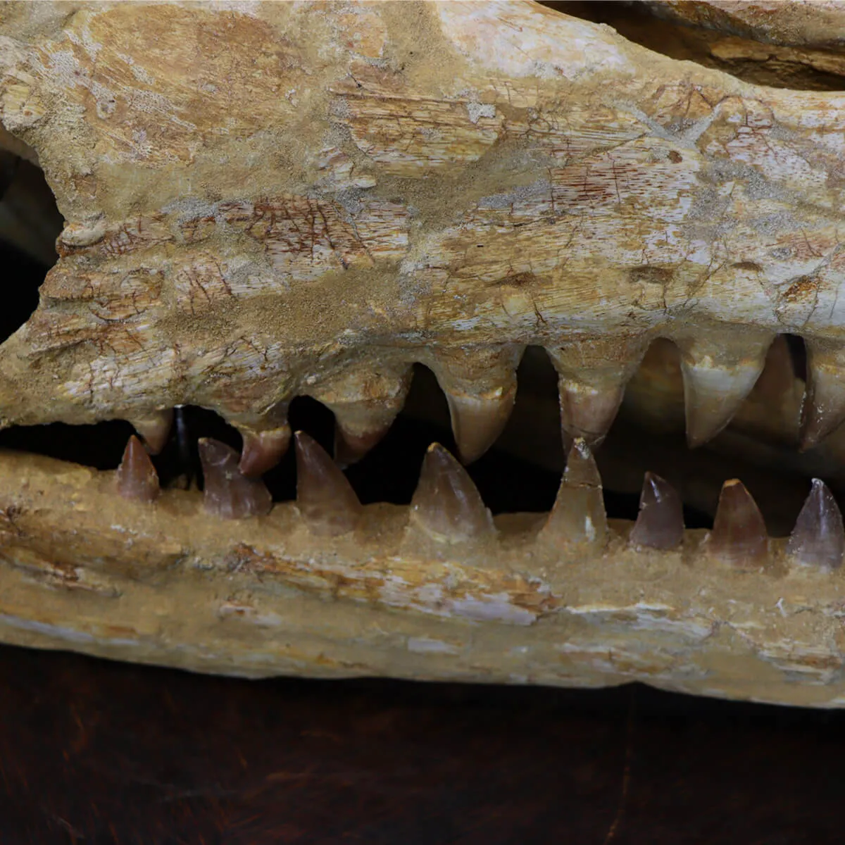 Cranio Fossile Mosasaurus