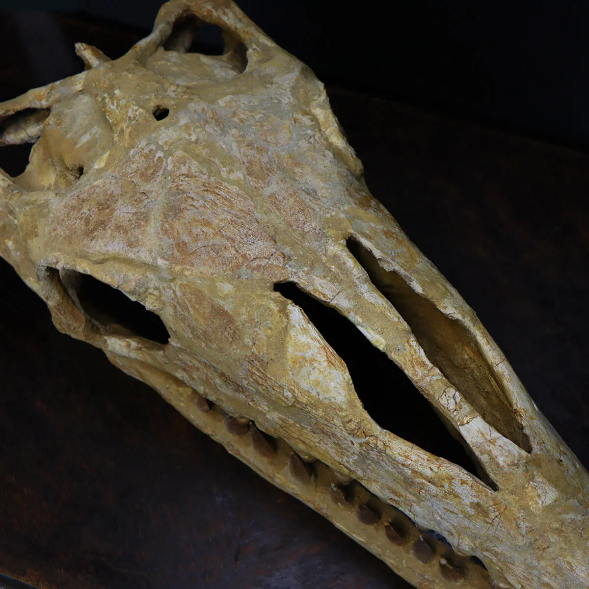 Cranio Fossile Mosasaurus