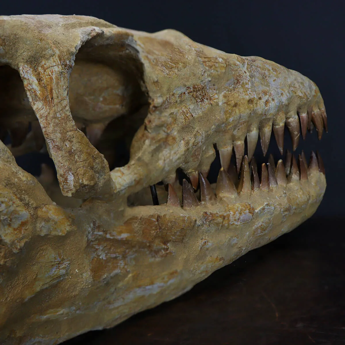 Cranio Fossile Mosasaurus
