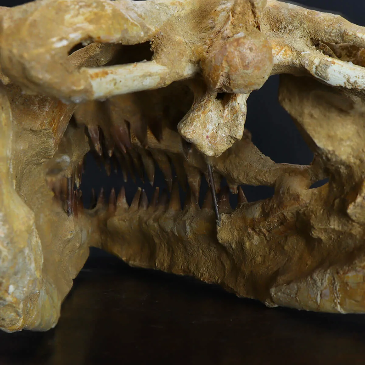 Cranio Fossile Mosasaurus