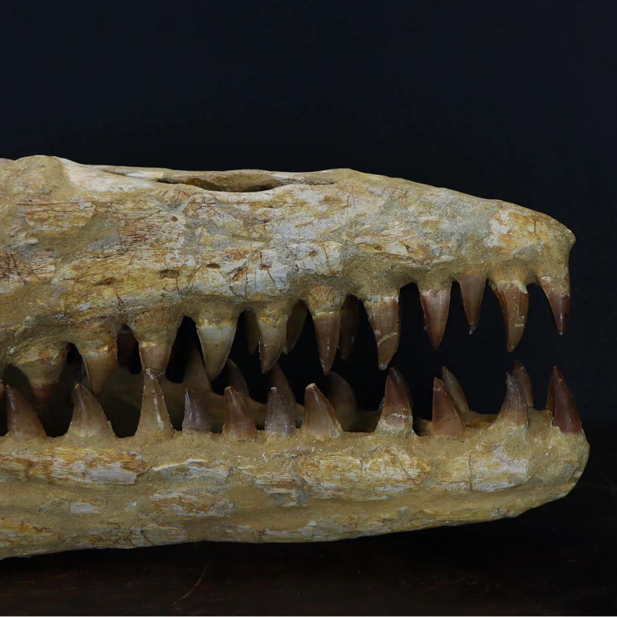 Cranio Fossile Mosasaurus