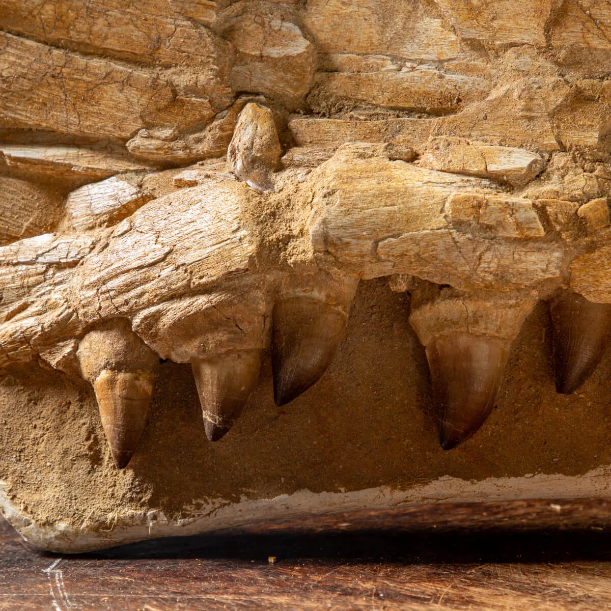 Mascella Mosasaurus