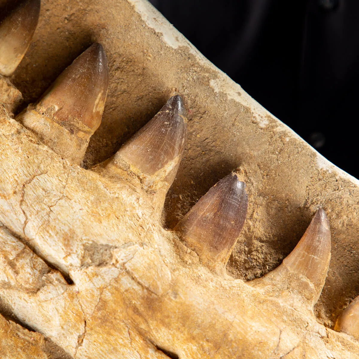 Mascella Mosasaurus