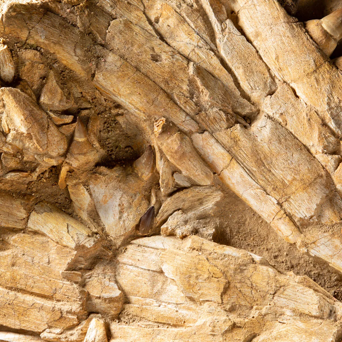Mascella Mosasaurus