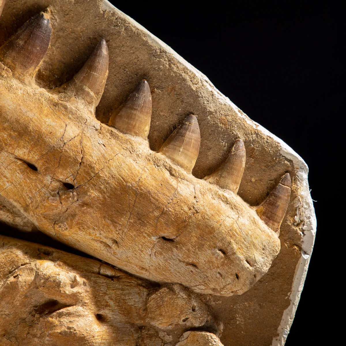 Mascella Mosasaurus