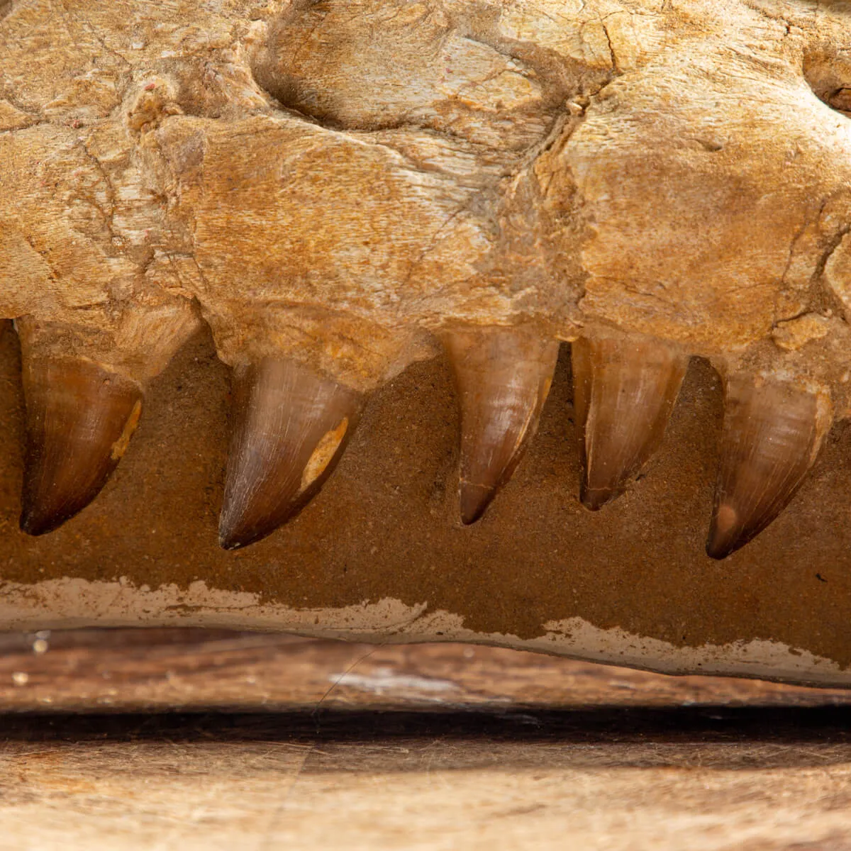 Mascella Mosasaurus
