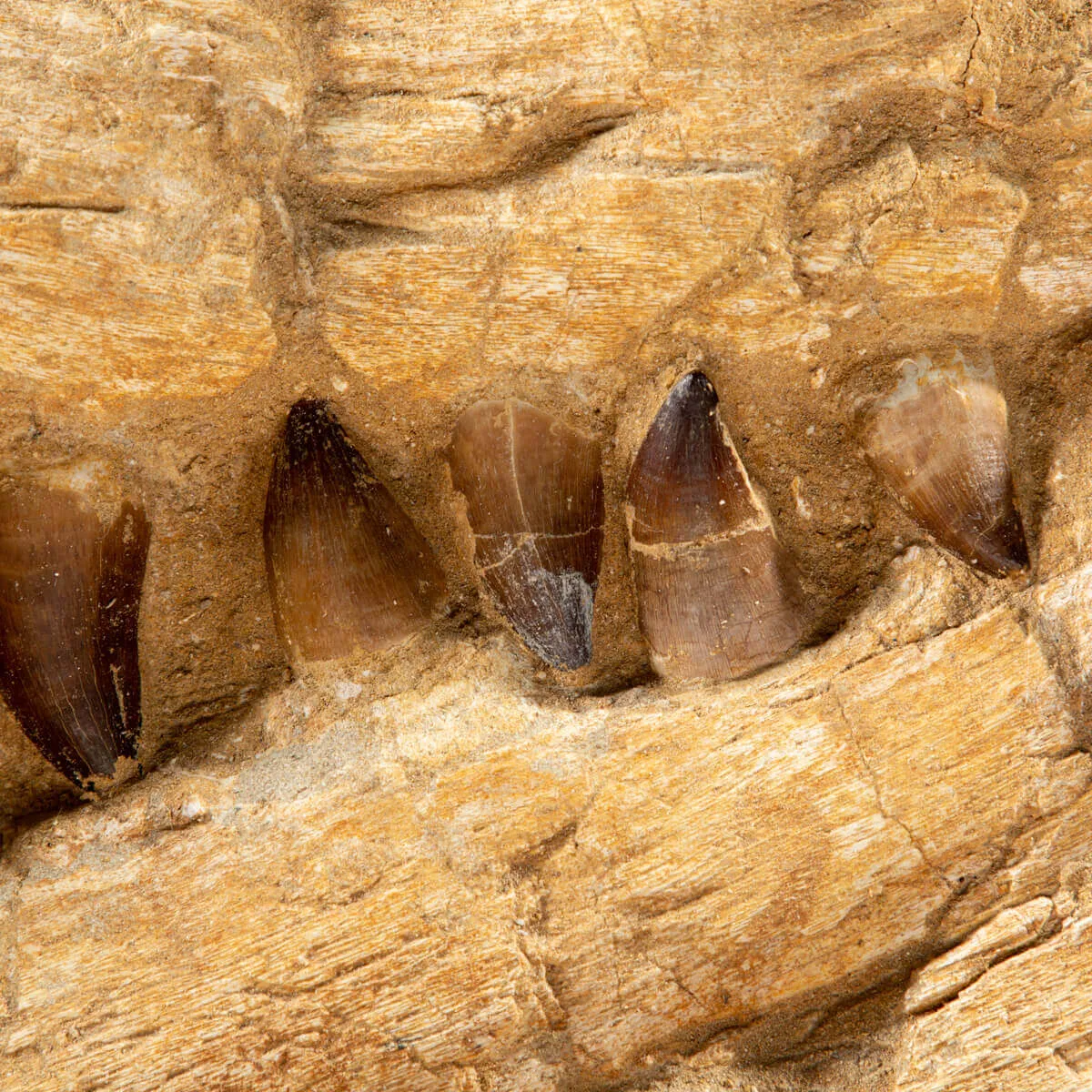 Mascella Mosasaurus