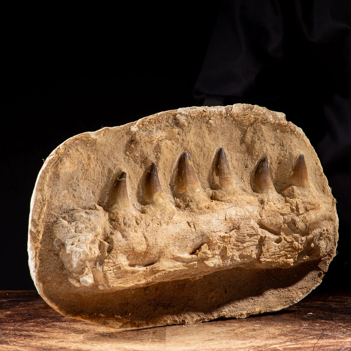 Mascella Mosasaurus