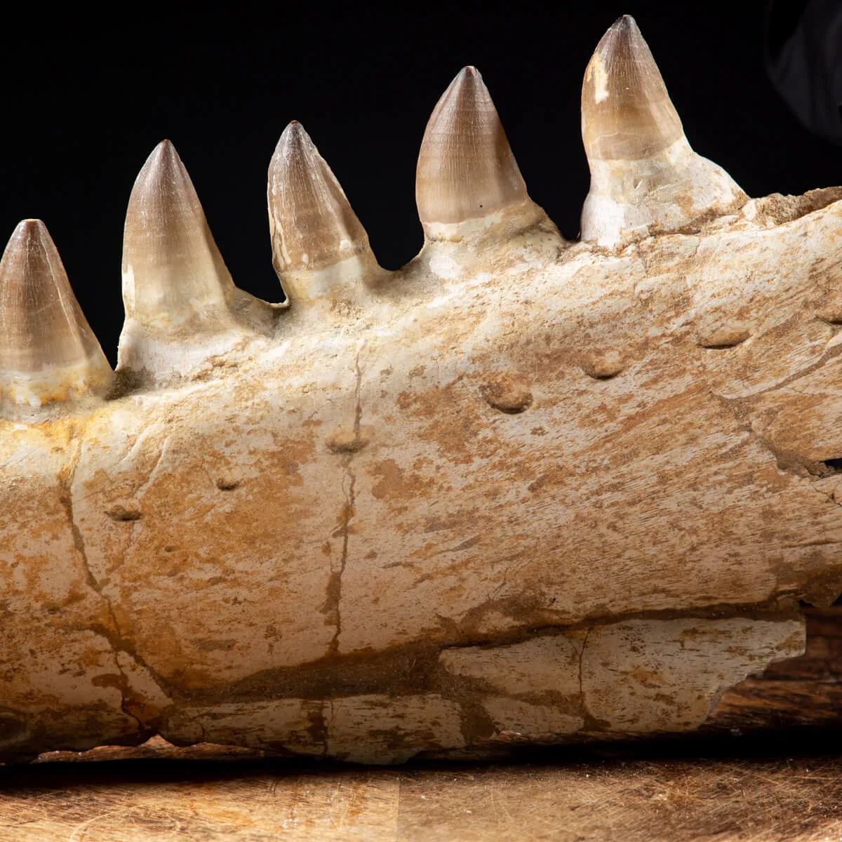 Mascella Mosasaurus
