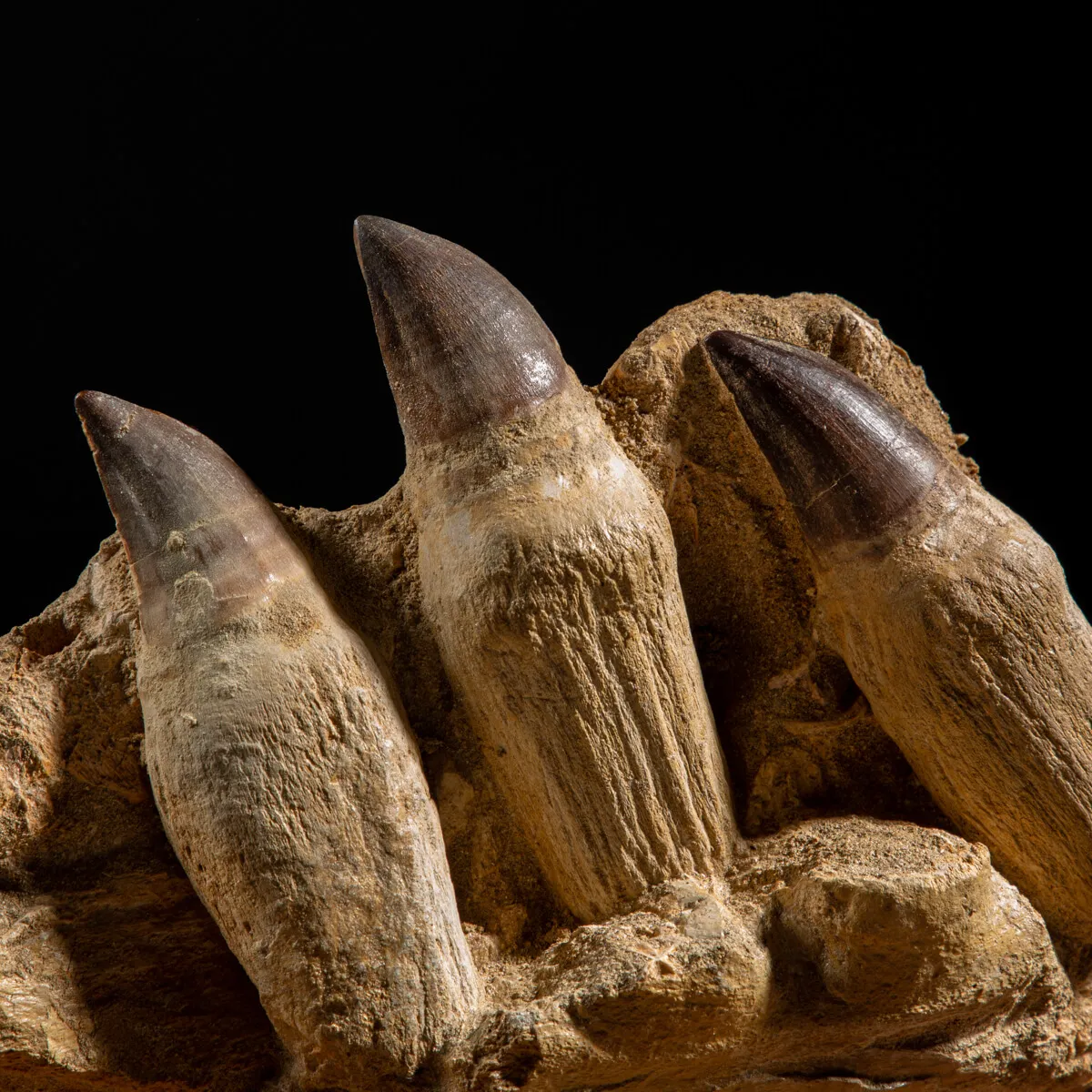 Denti Mosasaurus