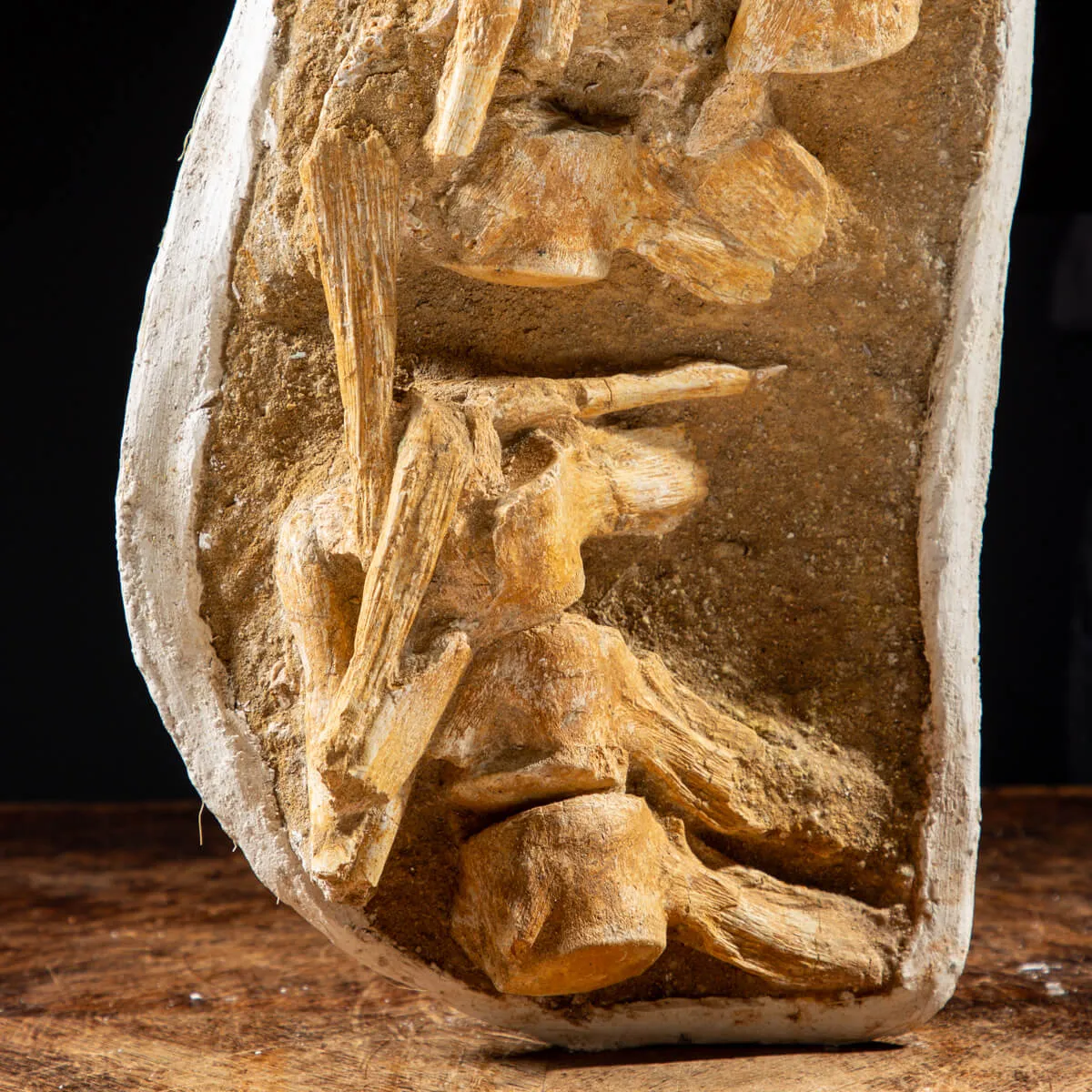 Vertebre Mosasaurus
