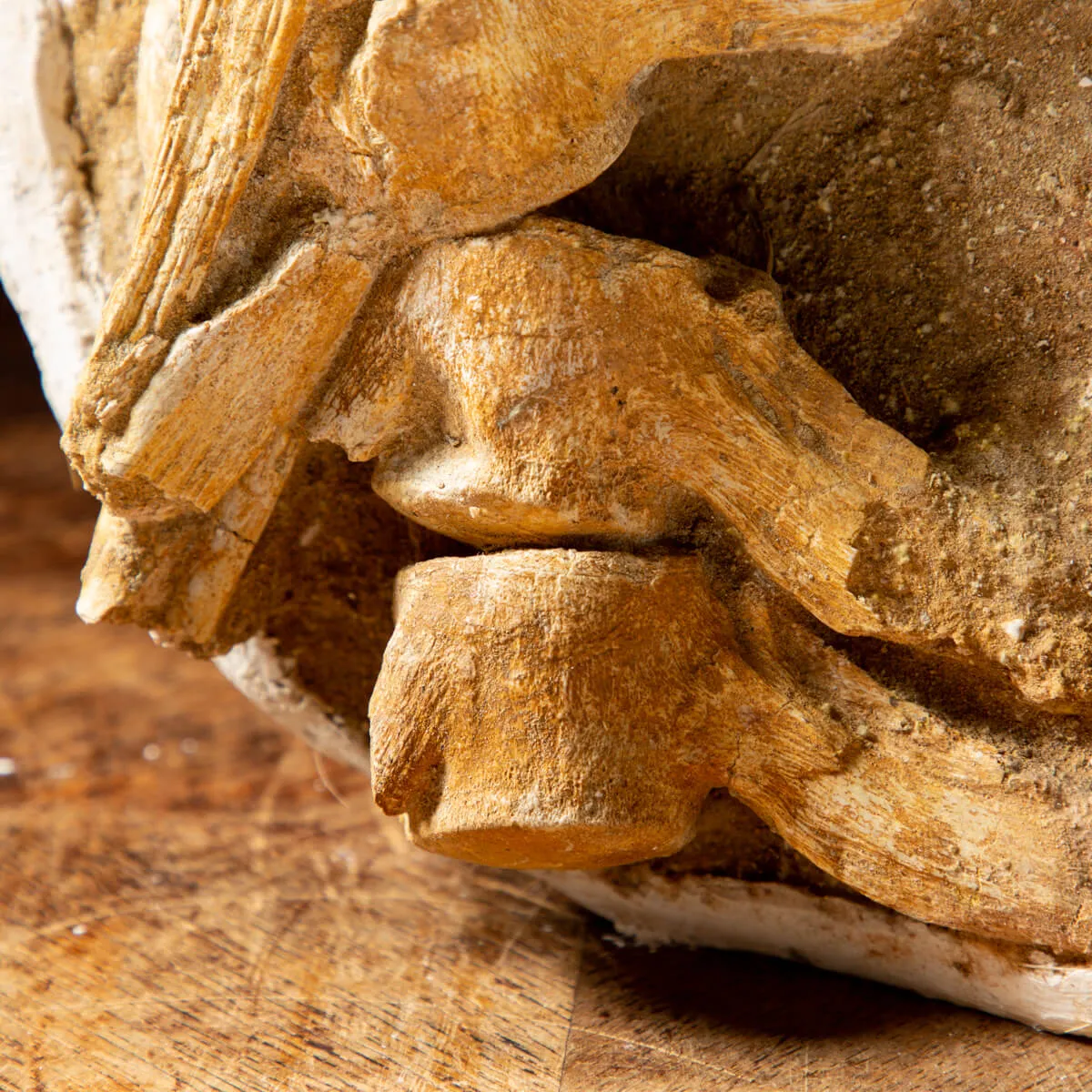 Vertebre Mosasaurus