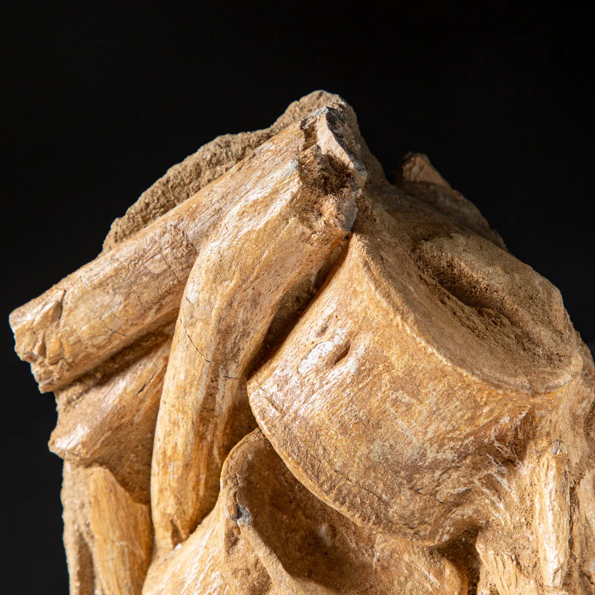 Vertebre Mosasaurus