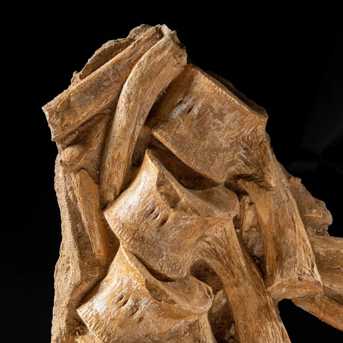 Vertebre Mosasaurus