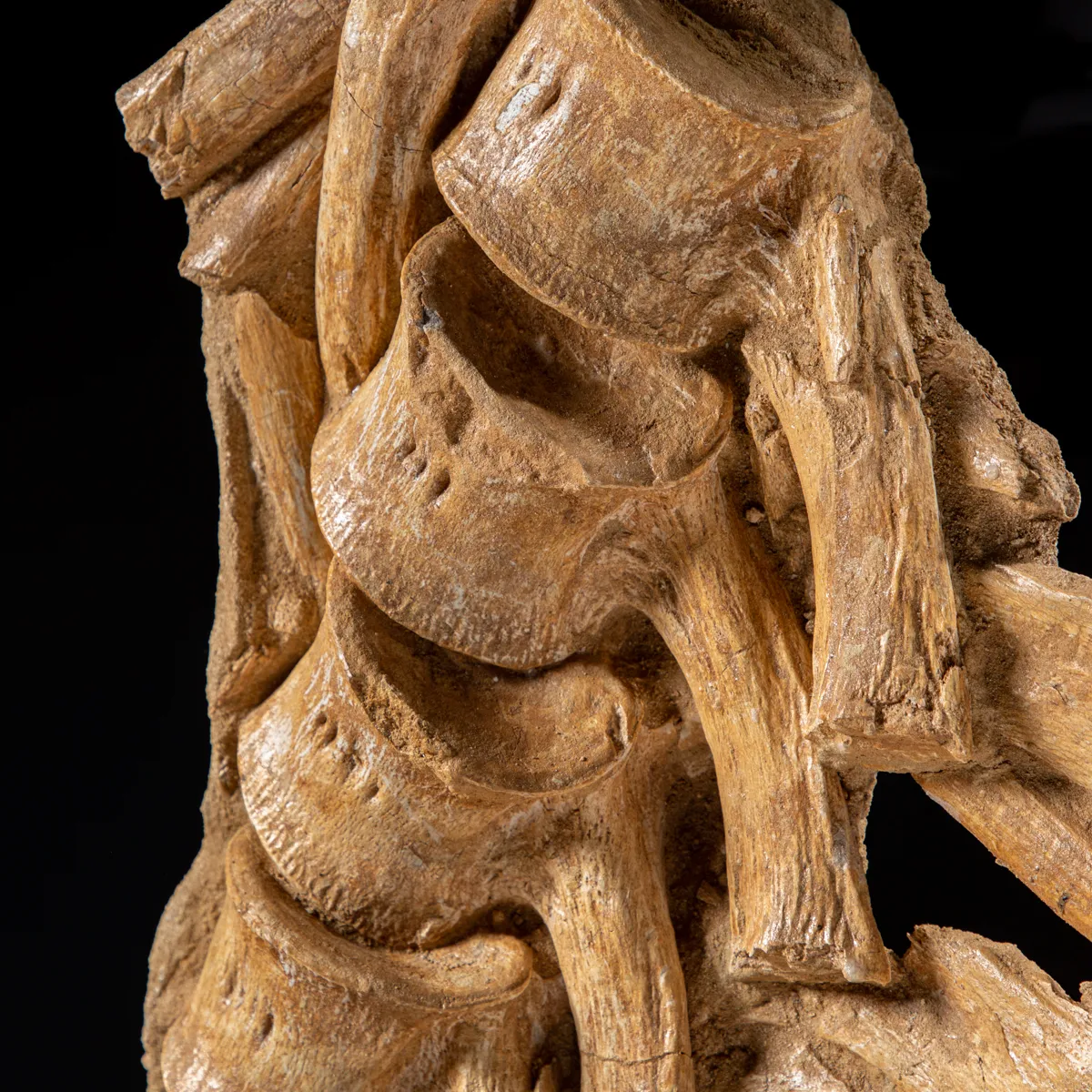 Vertebre Mosasaurus
