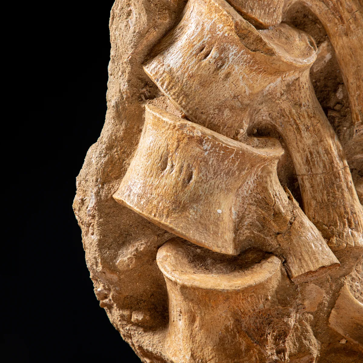 Vertebre Mosasaurus