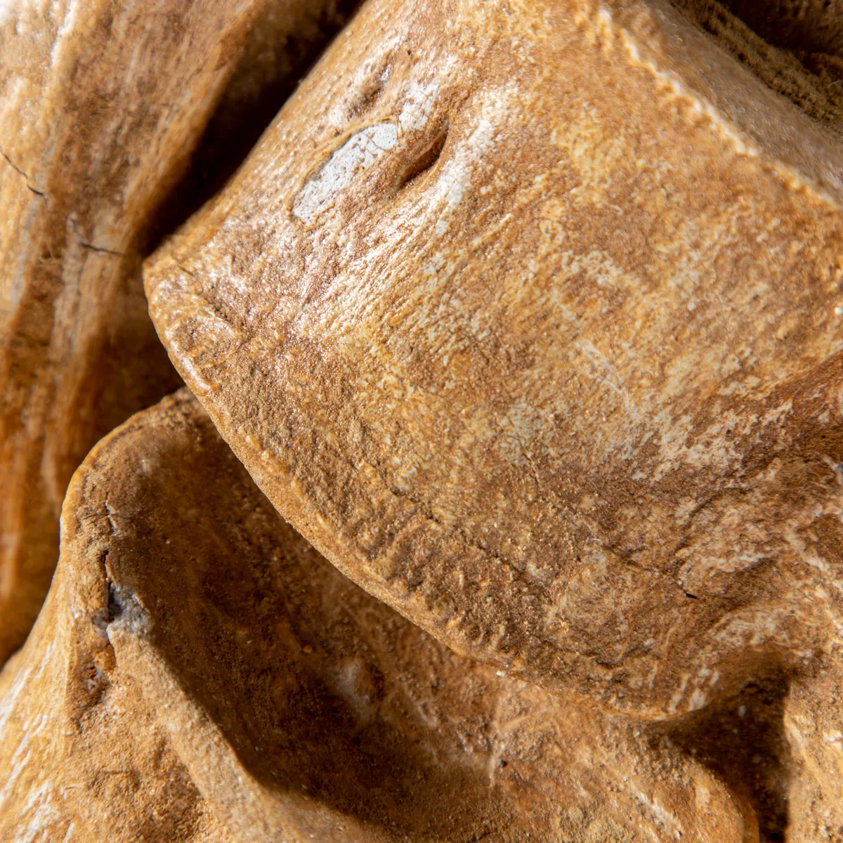 Vertebre Mosasaurus