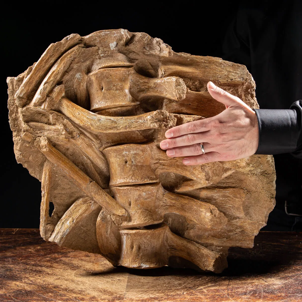 Vertebre Mosasaurus