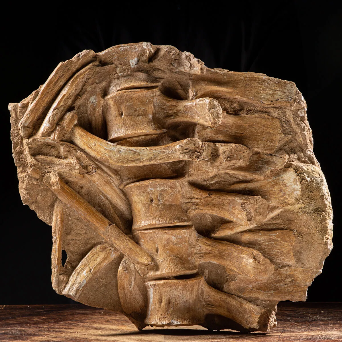 Vertebre Mosasaurus