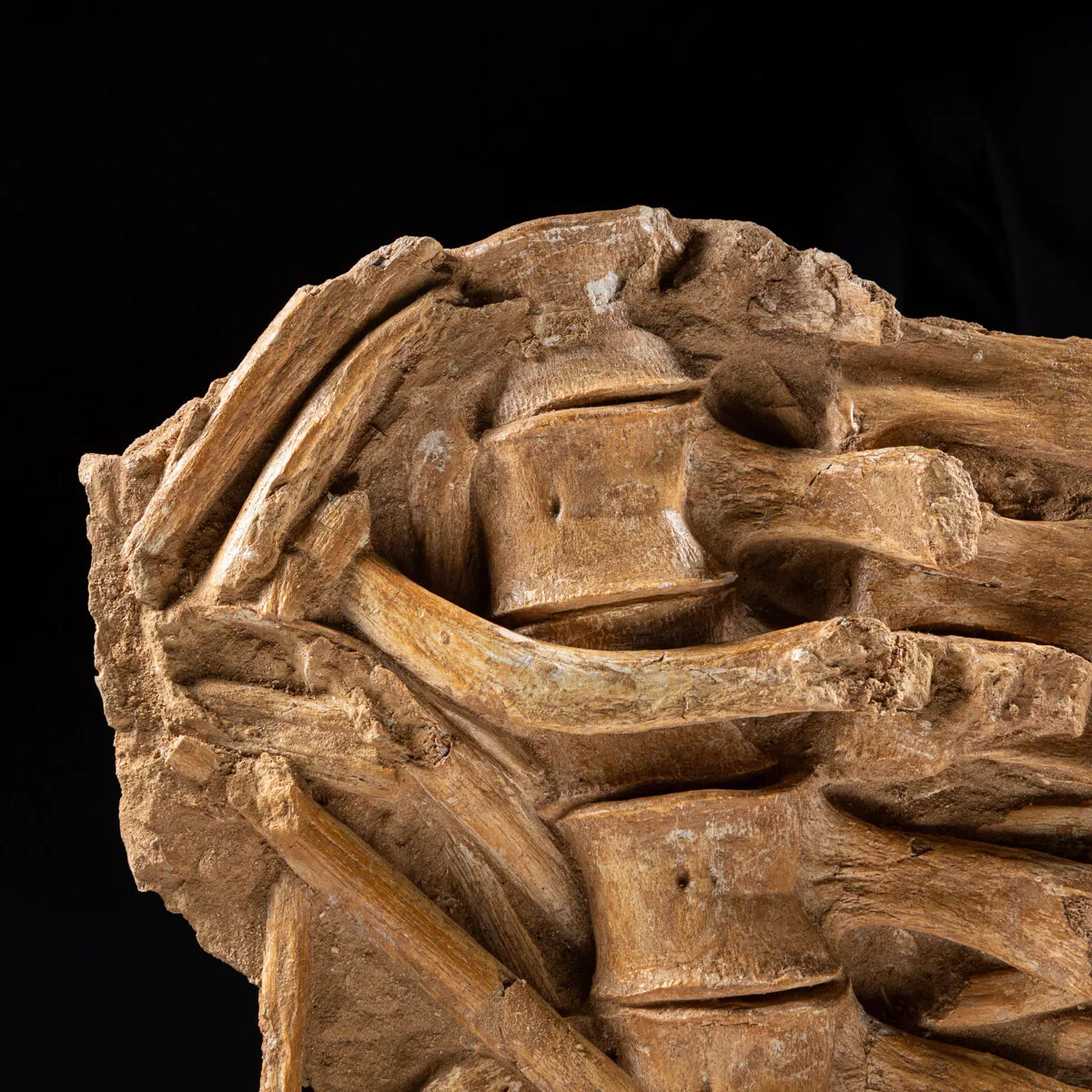 Vertebre Mosasaurus