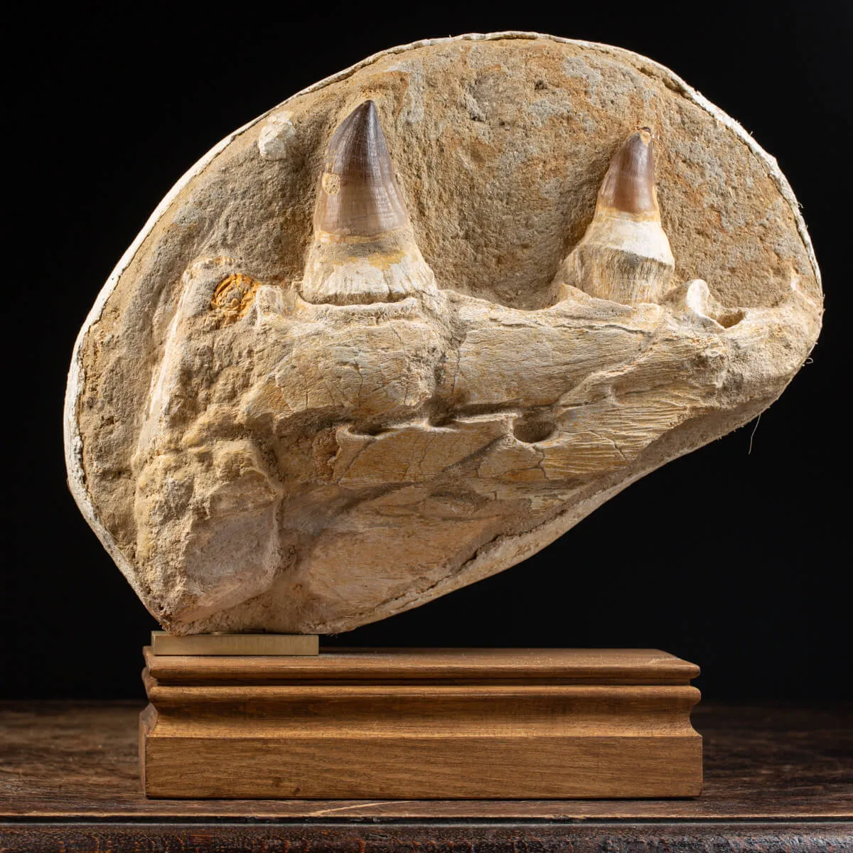 Mascella Mosasaurus su piedistallo