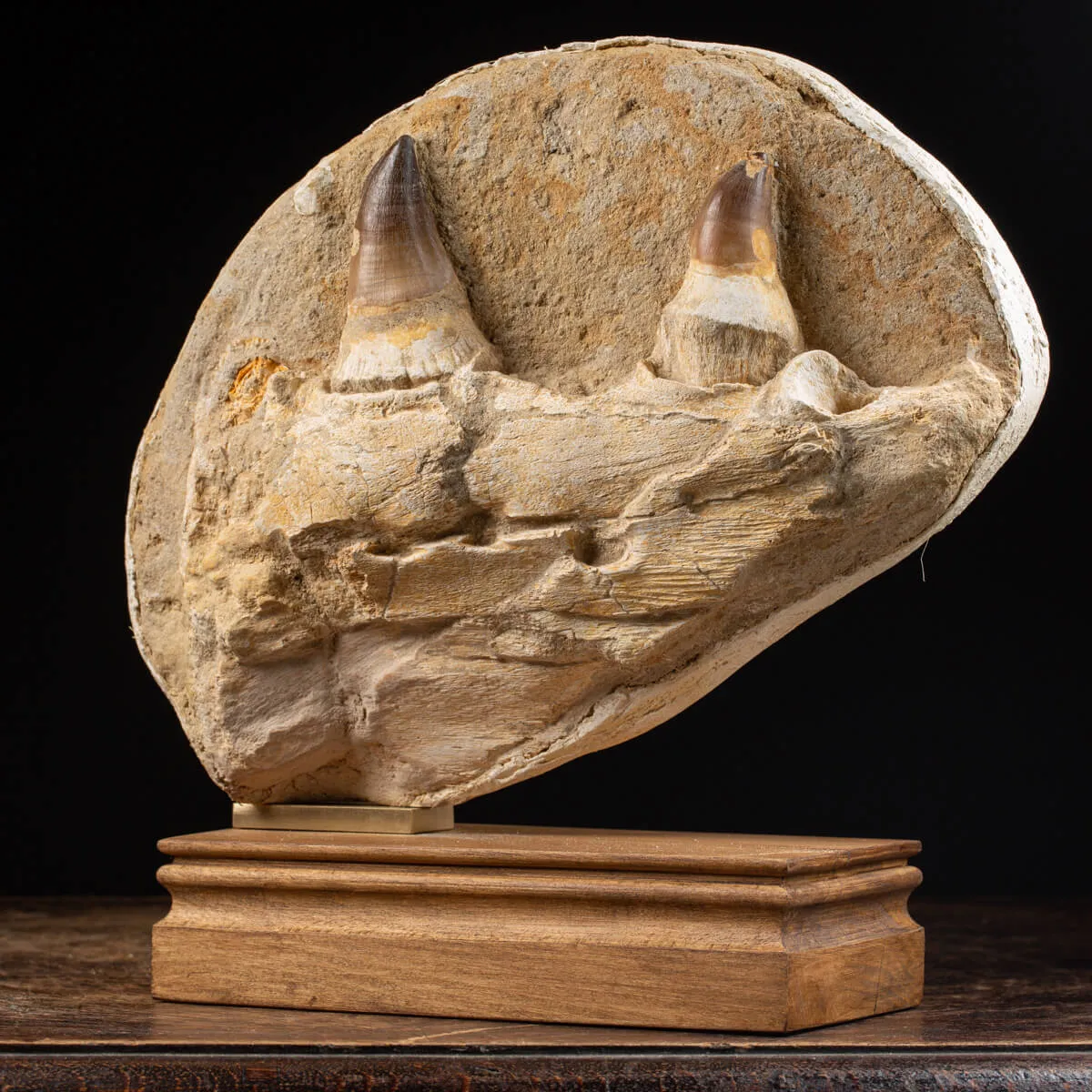 Mascella Mosasaurus su piedistallo