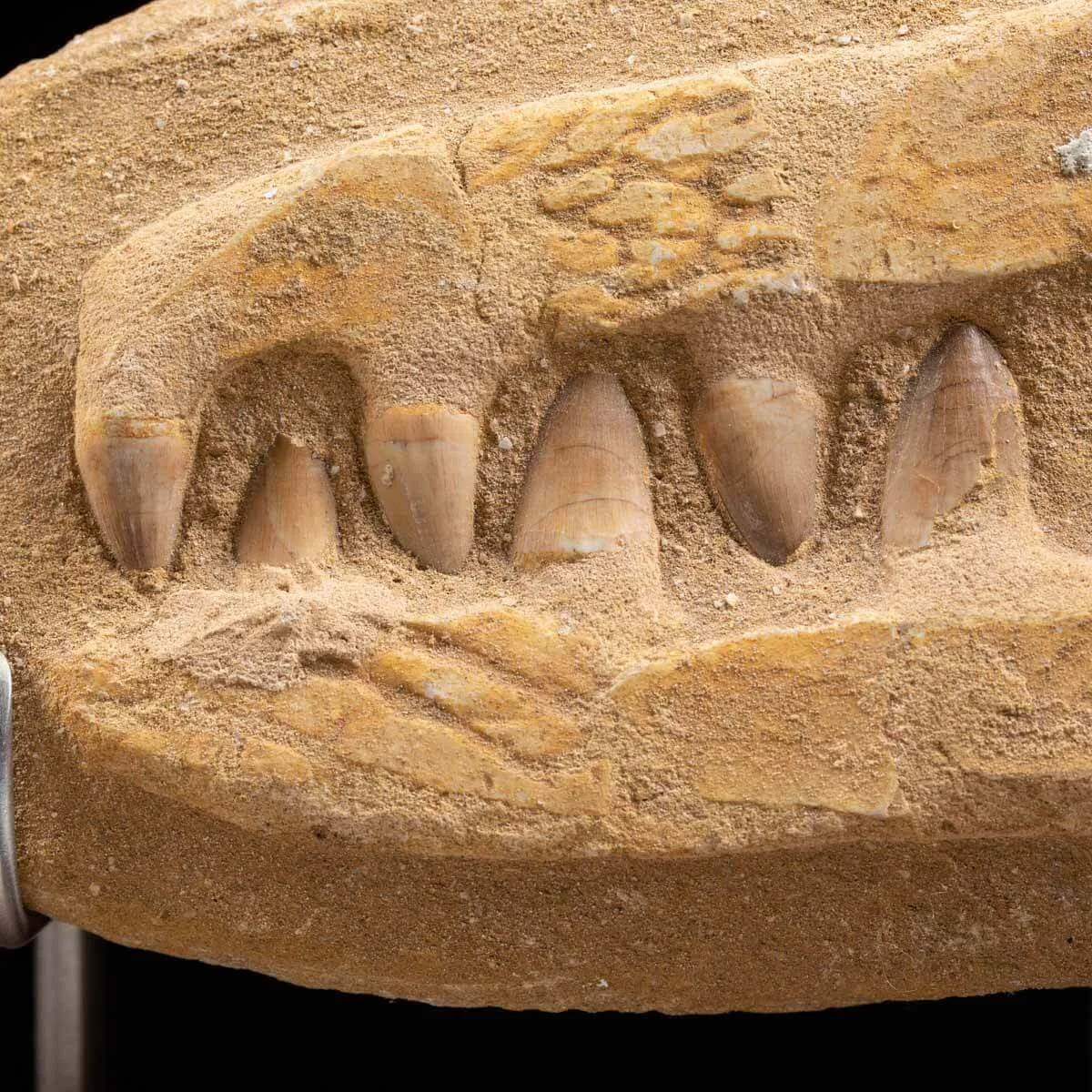 Mascella Mosasaurus su matrice