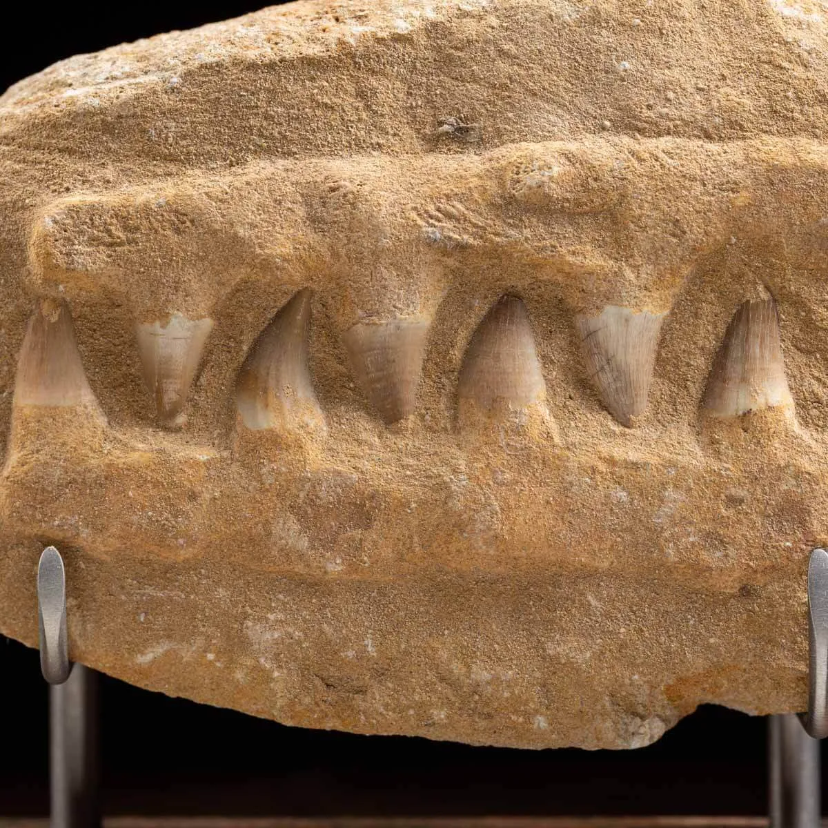 Mascella Mosasaurus Fossile su piedistallo