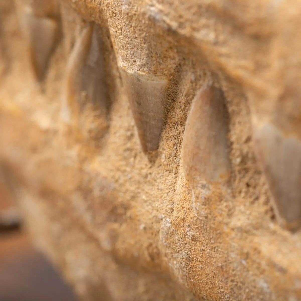 Mascella Mosasaurus Fossile su piedistallo