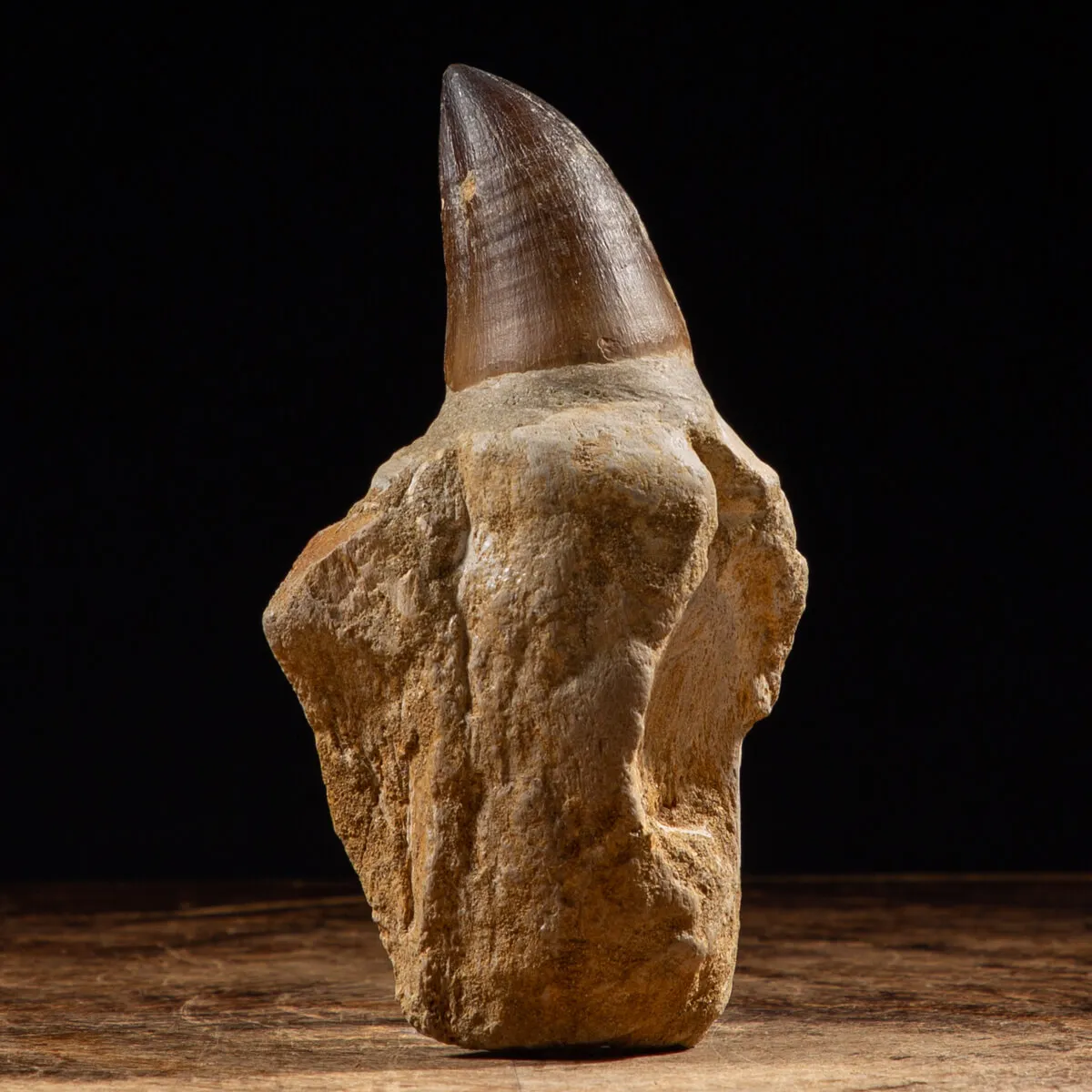 Dente Mosasaurus