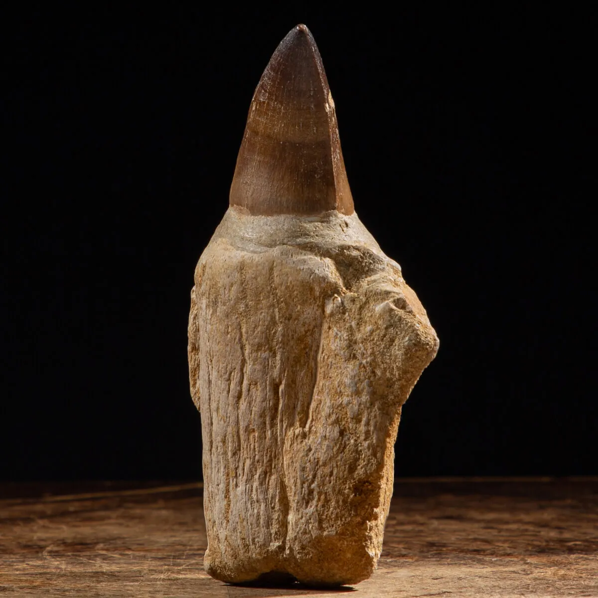 Dente Mosasaurus