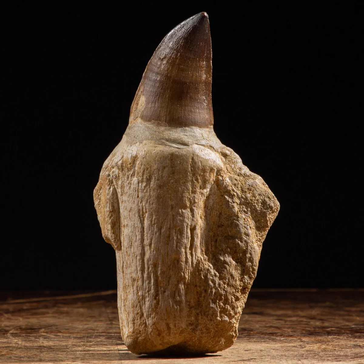 Dente Mosasaurus